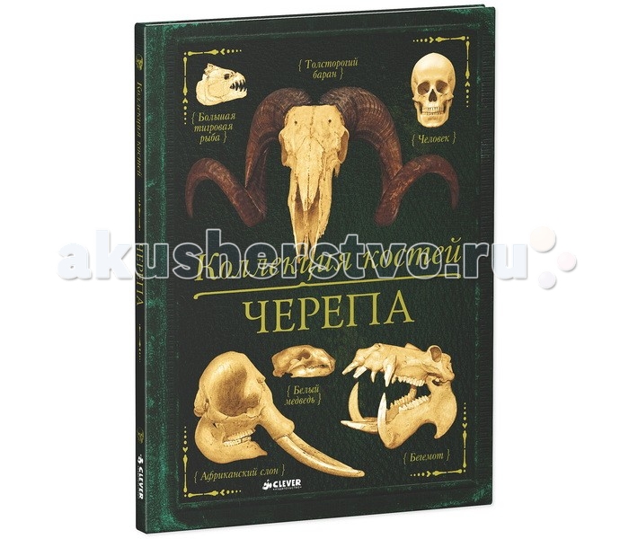 Clever Книга Бедуайер де ла К. Коллекция костей ЧерепаКнига Бедуайер де ла К. Коллекция костей Черепа Clever Книга Бедуайер де ла К. Коллекция костей ЧерепаКнига Бедуайер де ла К. Коллекция костей ЧерепаClever Книга Бедуайер де ла К. Коллекция костей Черепа 978-5-91982-522-7 Что вас ждет под обложкой: Удивительные открытия ждут каждого вместе с новой книгой «Коллекция костей. Черепа», которая стала второй в серии «Коллекция костей». В этой книге вы познакомитесь с коллекцией черепов некоторых удивительных животных. Узнаете, как только по черепу можно определить, что собой представляет то или иное животное, и почему черепа разных животных такие разные. А еще... Увидите вблизи длинные бивни слонов; узнаете, зачем птицам-носорогам такой большой клюв и поймете, почему бегемот так широко разевает пасть. Гид для родителей: Удивительные научные факты, фотографии и копии скелетов животных, от гиены и обезьяны до человека, тонко прорисованные и качественные иллюстрации – все это делает новинку «Коллекция костей. Черепа» интересной и неповторимой книгой. Во второй книге серии «Коллекция костей», адресованной детям в возрасте от 7-13 лет, вы найдет не только фотографии и рисунки костей животных, но и увлекательные информационные блоки, схемы и рисунки, занимательные факты, которые будут интересны и родителям. И еще одно преимущество – книга стилизована под старинное издание и станет прекрасным подарком для любопытных школьников. Изюминки книжки: • Более 50-ти животных на страницах атласа – великолепное подарочное издание для детей от 7 лет. • Отличное качество полиграфии, твердая обложка и плотные страницы. • Натуралистичные иллюстрации. • Из каждого разворота можно узнать: строение черепа животного (названия и расположение костей), места обитания, размер животного, повадки и множество других интересных фактов! • Удобный алфавитный указатель в конце атласа.<br>