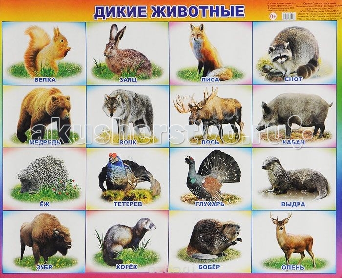 Алфея Плакат Дикие животныеПлакат Дикие животные Алфея Плакат Дикие животныеПлакат Дикие животныеАлфея Плакат Дикие животные поможет вашему ребенку не просто познакомиться с дикими животными, запомнить изображение, название или характерные особенности, но и укажет вам направление для бесед, совместной деятельности и развития малыша (его речи, мышления, памяти).<br>