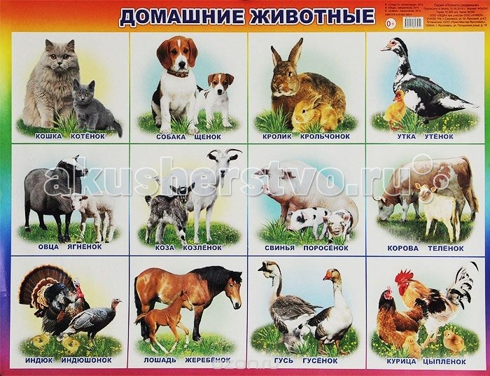 Алфея Плакат Домашние животныеПлакат Домашние животные Алфея Плакат Домашние животныеПлакат Домашние животныеАлфея Плакат Домашние животные поможет вашему ребенку не просто познакомиться с домашними животными, запомнить изображение, название или характерные особенности, но и укажет вам направление для бесед, совместной деятельности и развития малыша (его речи, мышления, памяти).<br>