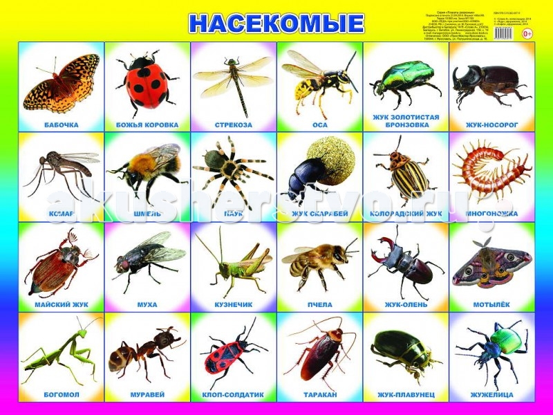 Алфея Плакат НасекомыеПлакат Насекомые Алфея Плакат НасекомыеПлакат НасекомыеАлфея Плакат Насекомые поможет вашему ребенку не просто познакомиться с насекомыми, запомнить изображение, название или характерные особенности, но и укажет вам направление для бесед, совместной деятельности и развития малыша (его речи, мышления, памяти).<br>