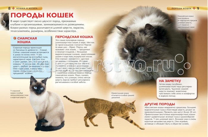 Как сделать книгу про котят