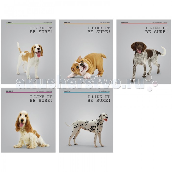 

Спейс Тетрадь А5 линия Питомцы Dogs I like it! (40 листов)